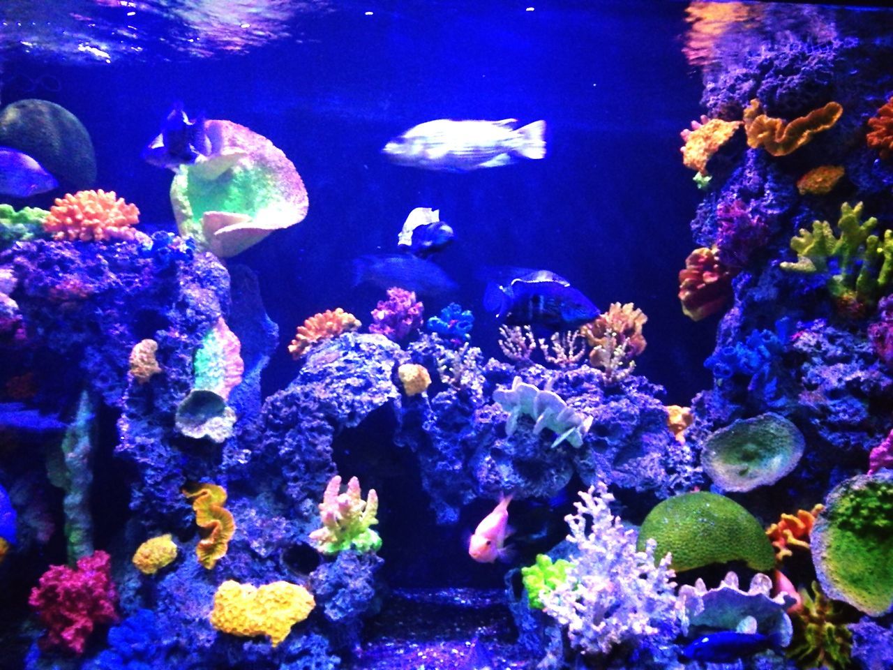 animal themes, animals in the wild, sea life, swimming, wildlife, fish, water, underwater, indoors, close-up, undersea, zoology, aquarium, blue, nature, fish tank, animals in captivity, vibrant color, sea, beauty in nature, multi colored, no people, reef, tourism