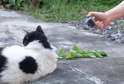 Woman hand holding cat outdoors