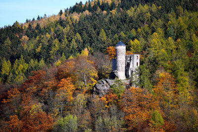 Trees and plants in forest during autumn