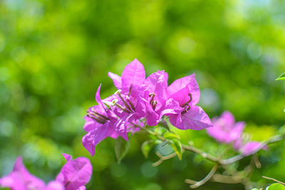 Close-up of pink flowering plant