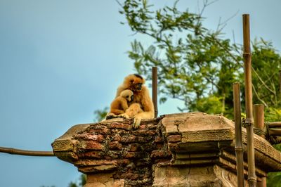 Low angle view of monkey on tree against sky