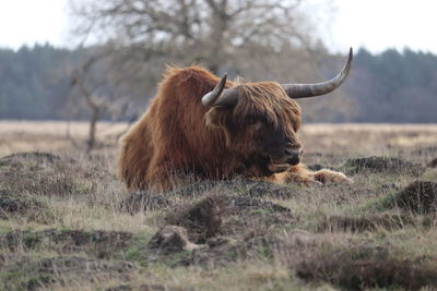 Cow in field