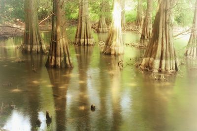 Scenic view of lake