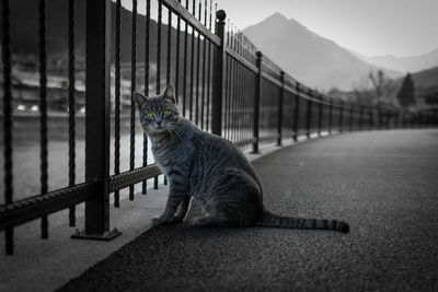 Cat relaxing on road