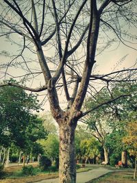 Bare trees in park