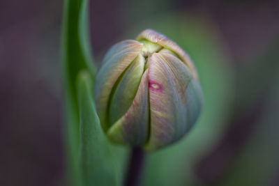 Close-up of flowers