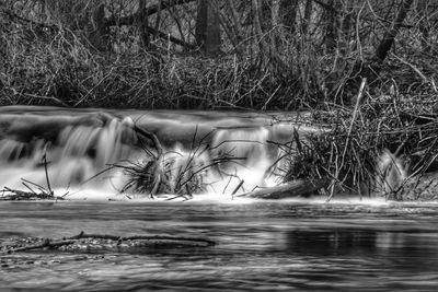 Close-up of tree against water