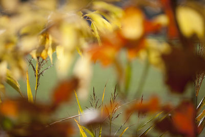 Close-up of yellow flowers on plant