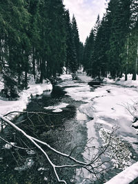 Scenic view of frozen lake in forest