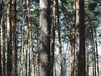 Low angle view of trees in forest