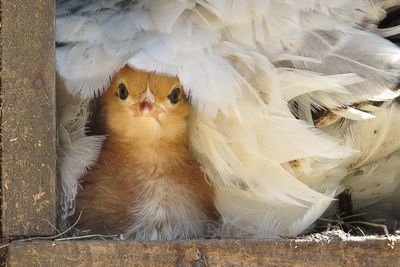 Portrait of buff orpington chick at farm