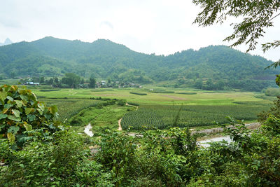 Scenic view of agricultural field against sky