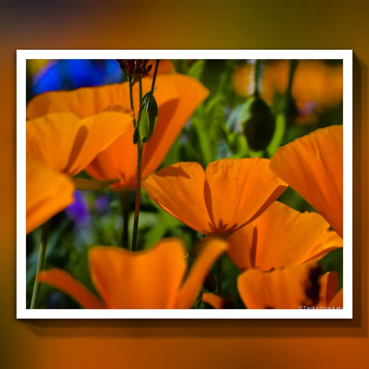 CLOSE-UP OF ORANGE FLOWERING PLANT IN POT