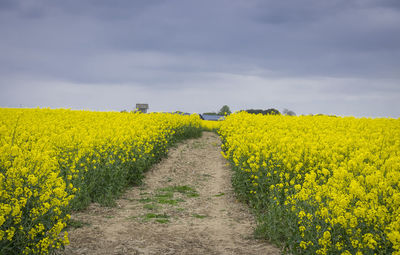 View of oilseed rape field against sky in rural england