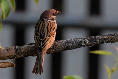 Close-up of bird perching on branch