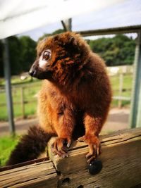 Close-up of lemur on wood