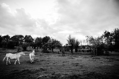 Horses in a field