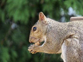 Closeup of a squirrel eating a peanut