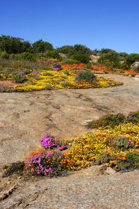 Scenic view of flowering plants on field against clear sky