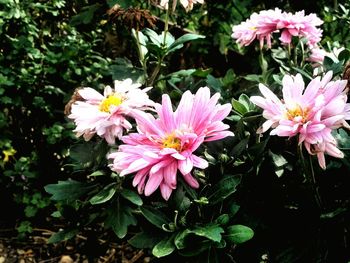 Close-up of pink flowers