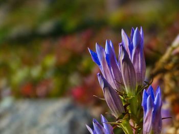 Close-up of purple crocus flower