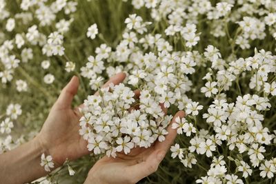 Close-up of hand holding white flowering plants
