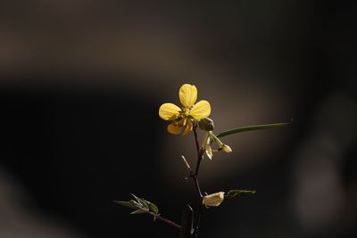 Close-up of white flowers