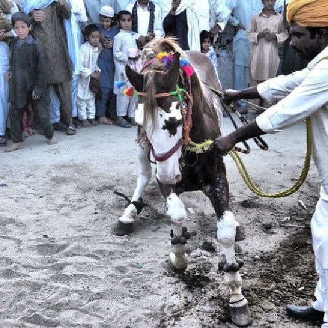 animal themes, domestic animals, mammal, dog, full length, pets, livestock, men, one animal, two animals, street, horse, walking, working animal, day, lifestyles, outdoors, person, togetherness