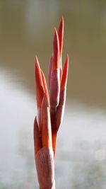 Close-up of red rose in water