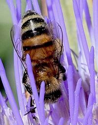 Close-up of bee on purple flower