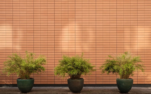 Potted plants against trees