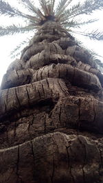 Close-up of tree