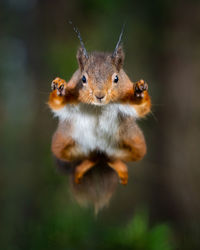 Close-up portrait of squirrel