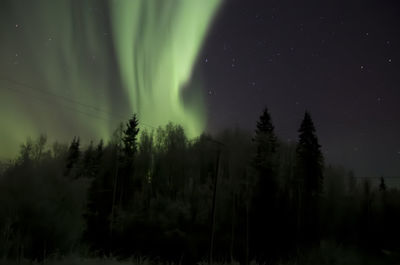 Low angle view of trees against sky at night