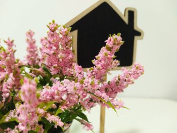 Close-up of pink flowers