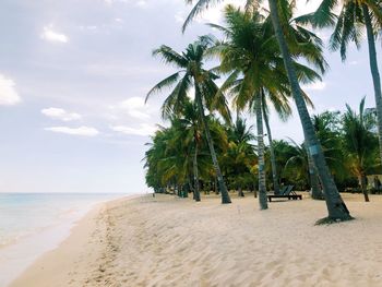 Palm trees on beach against sky