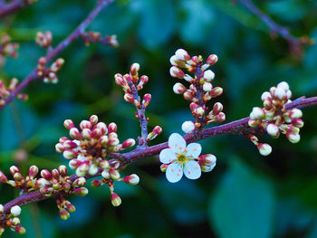 Close-up of cherry blossoms in spring