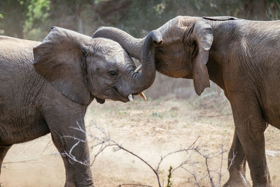 Close-up of elephants fighting at zoo