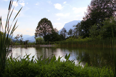 Scenic view of lake in forest against sky