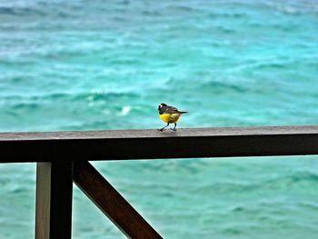 Bird perching on pier over sea