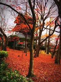 Autumn leaves on tree