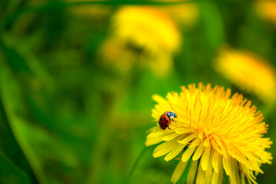 Close-up of bee pollinating on yellow flower