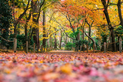 Surface level of road amidst trees during autumn