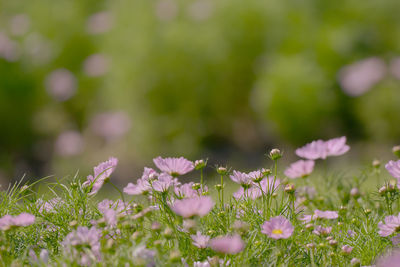 Close-up of purple flowering plants on field