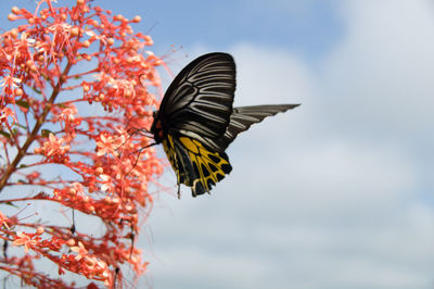 Butterfly perching on flower