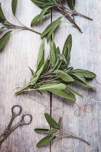 Close-up of leaves on table