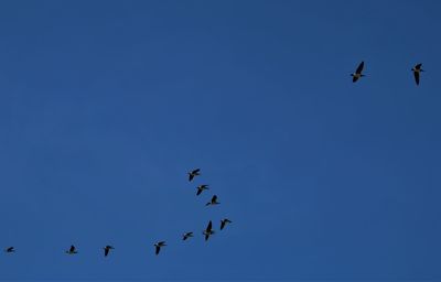 Flock of geese flying on a deep blue background.