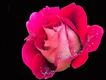 Close-up of pink rose with water drops