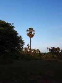 Trees on field against clear sky