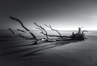 Bare tree by driftwood on shore against sky